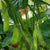 Soy Bean (Edamame) - Midori Giant, ORGANIC - Sow True Seed