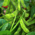 Soy Bean (Edamame) Seeds - Midori Giant, ORGANIC