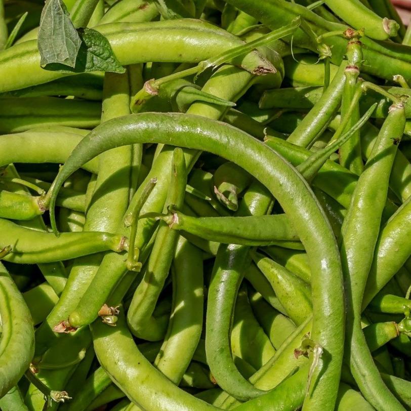 Pole Bean Seeds - Luther's Crooked Greasy - Sow True Seed