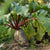 Beet Seeds - Cylindra - Sow True Seed