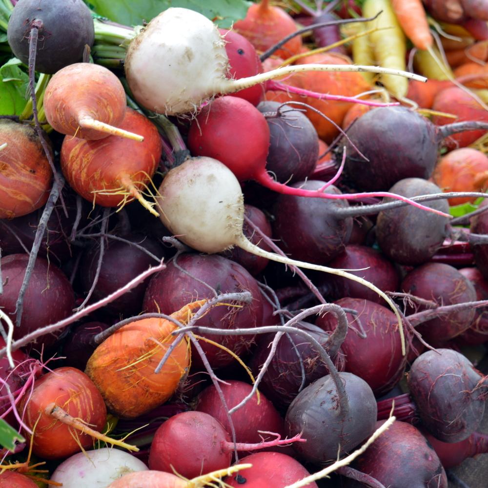 Beet Seeds - Rainbow Blend - Sow True Seed