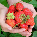 Strawberries - Bare Root Plant - Ozark Beauty, Ever-Bearing - Sow True Seed