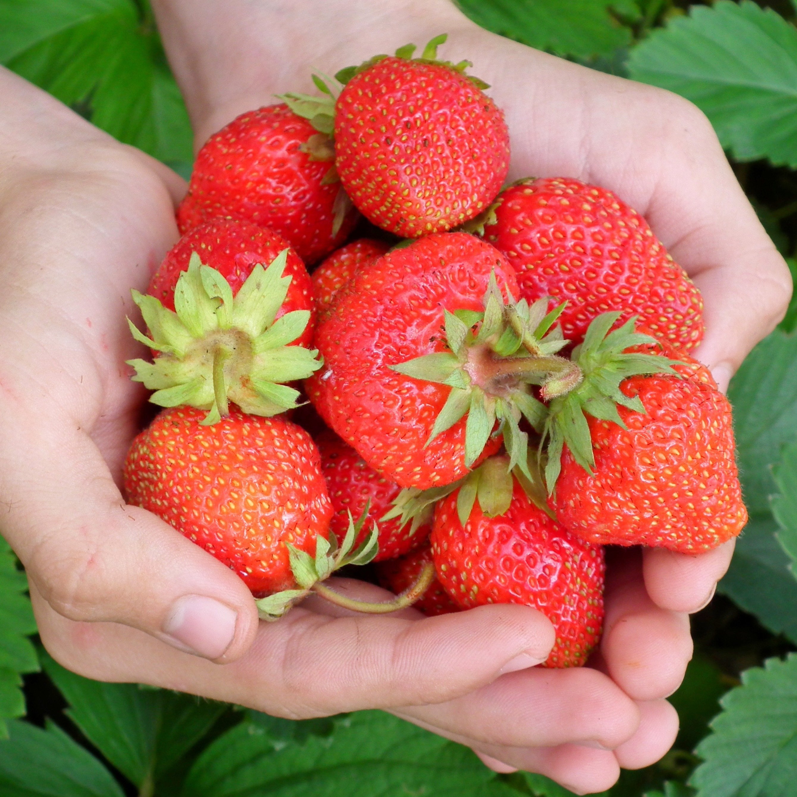 Strawberries - Bare Root Plant - Ozark Beauty, Ever-Bearing - Sow True Seed