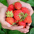 Strawberries - Bare Root Plant - Jewel, June-Bearing - Sow True Seed