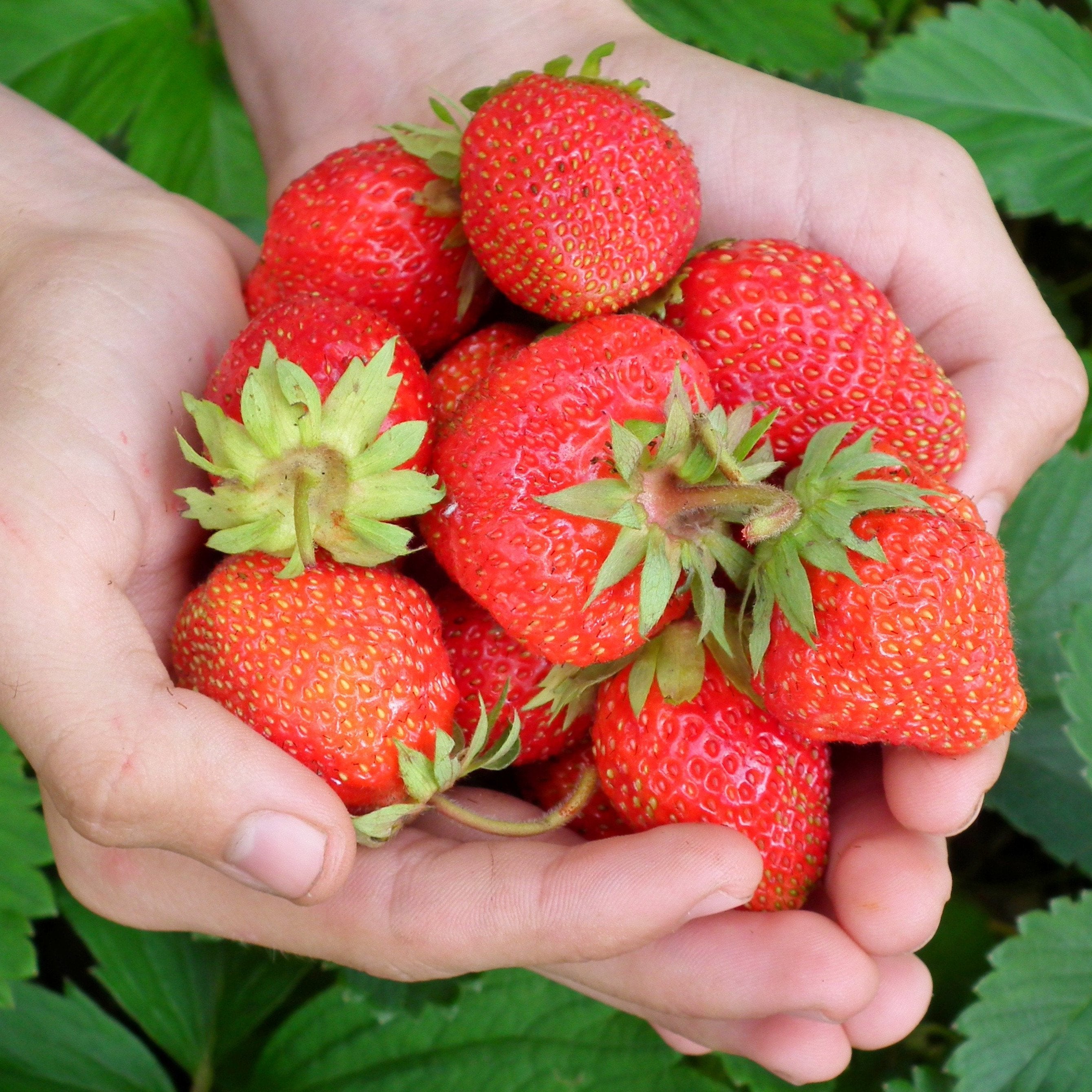 Strawberries - Bare Root Plant - Seascape, Ever-Bearing - Sow True Seed