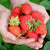 Strawberries - Bare Root Plant - Seascape, Ever-Bearing - Sow True Seed