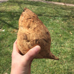 Sweet Potato - Nancy Hall - Sow True Seed