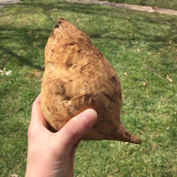 Sweet Potato - Nancy Hall - Sow True Seed