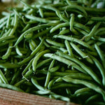 Bush Bean Seeds- Blue Lake 274 - Sow True Seed