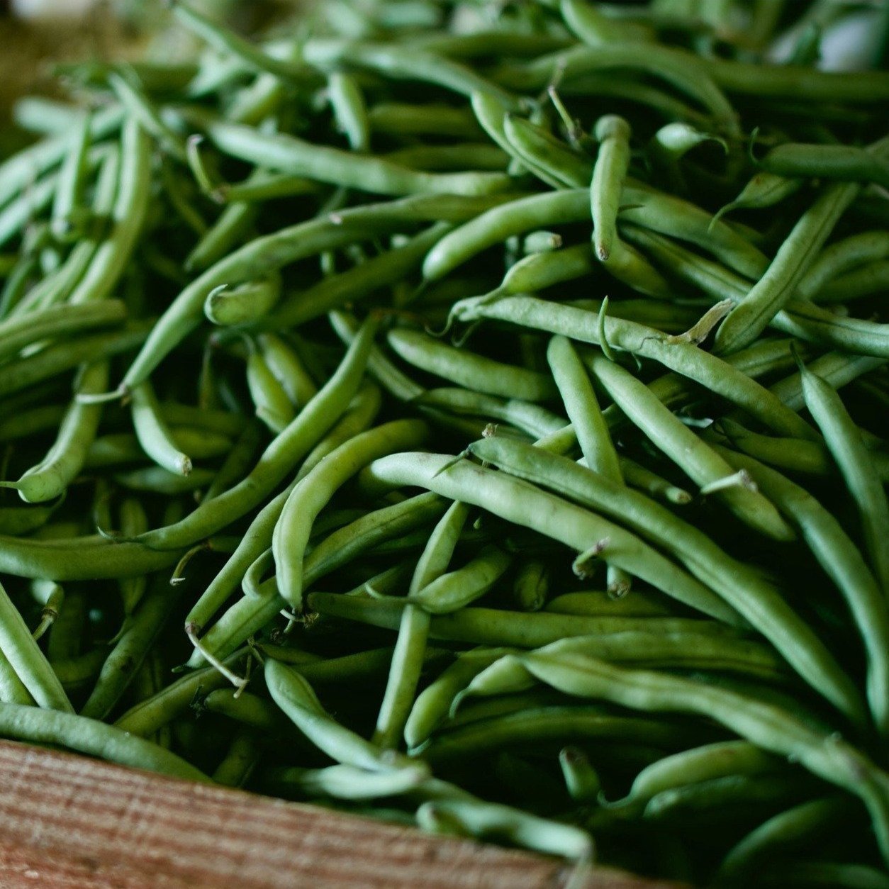 Bush Bean Seeds- Blue Lake 274 - Sow True Seed