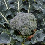Broccoli Seeds - Waltham 29 - Sow True Seed