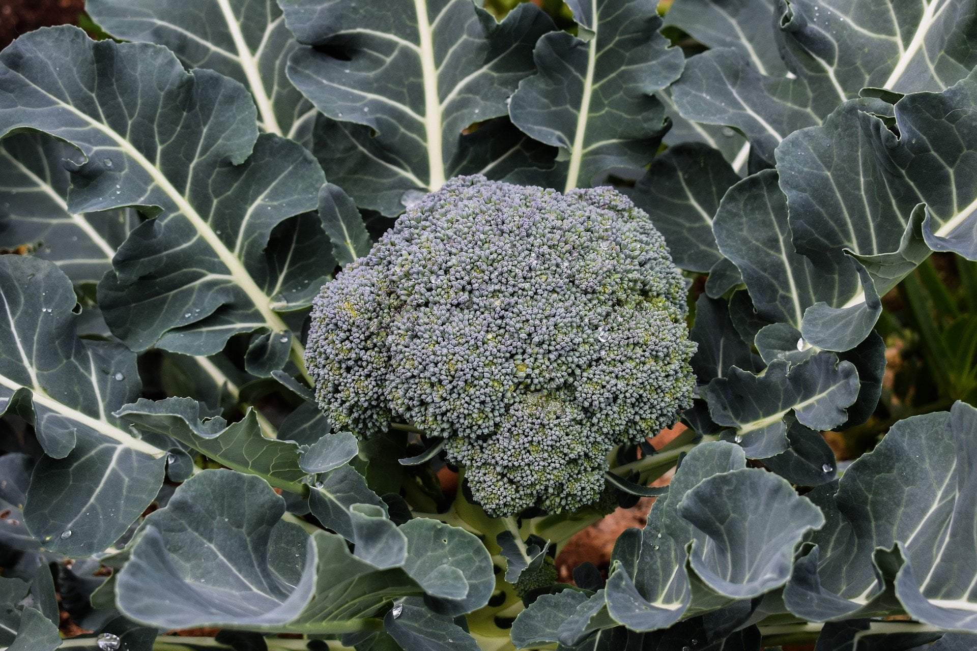 thumbnail image 2 of HSC Heirloom Broccoli Seeds – NON-GMO, Open-Pollinated, USA Garden Seeds 2 of 3