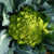 Broccoli Seeds - Romanesco, ORGANIC - Sow True Seed
