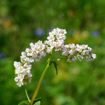 Cover Crop - Buckwheat, ORGANIC - Sow True Seed