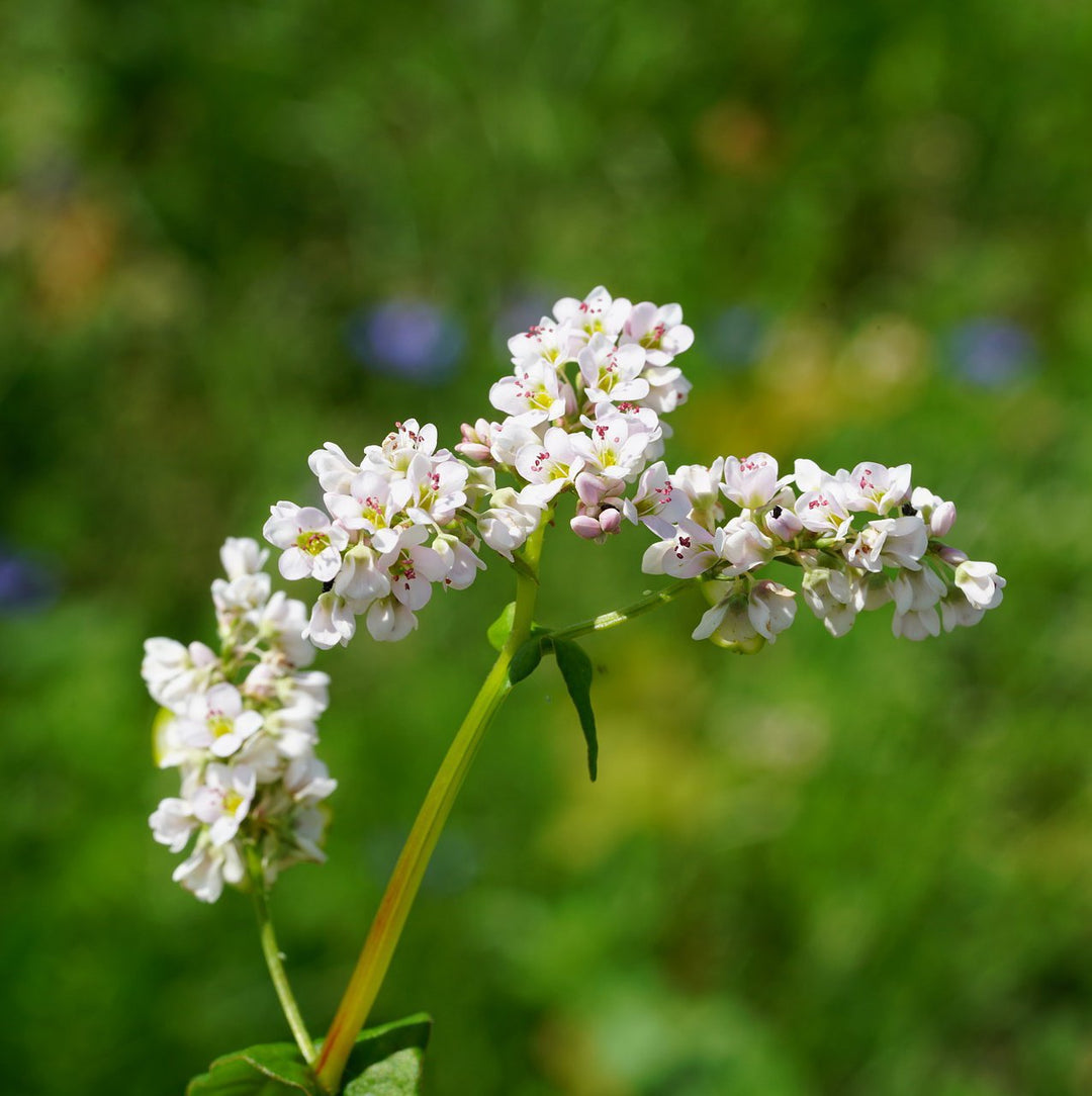 Cover Crop - Buckwheat: Holds top soil, ready in 6-8 weeks. – Sow True Seed