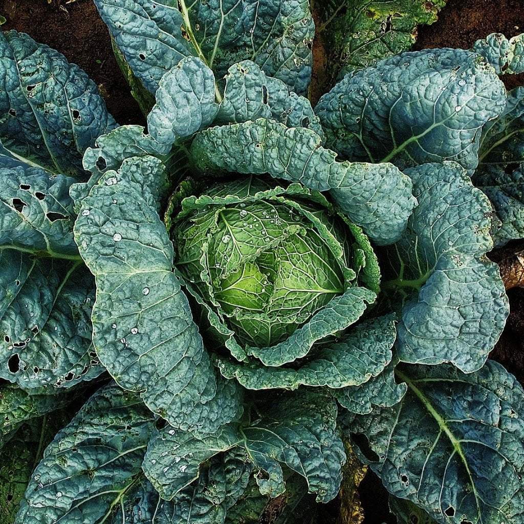 Cabbage Seeds - Perfection Savoy - Sow True Seed
