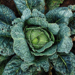 Cabbage Seeds - Perfection Savoy - Sow True Seed