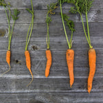 Carrot Seeds - Little Finger, ORGANIC - Sow True Seed