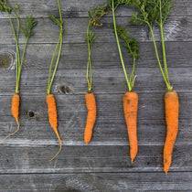 Carrot Seeds - Little Finger, ORGANIC - Sow True Seed