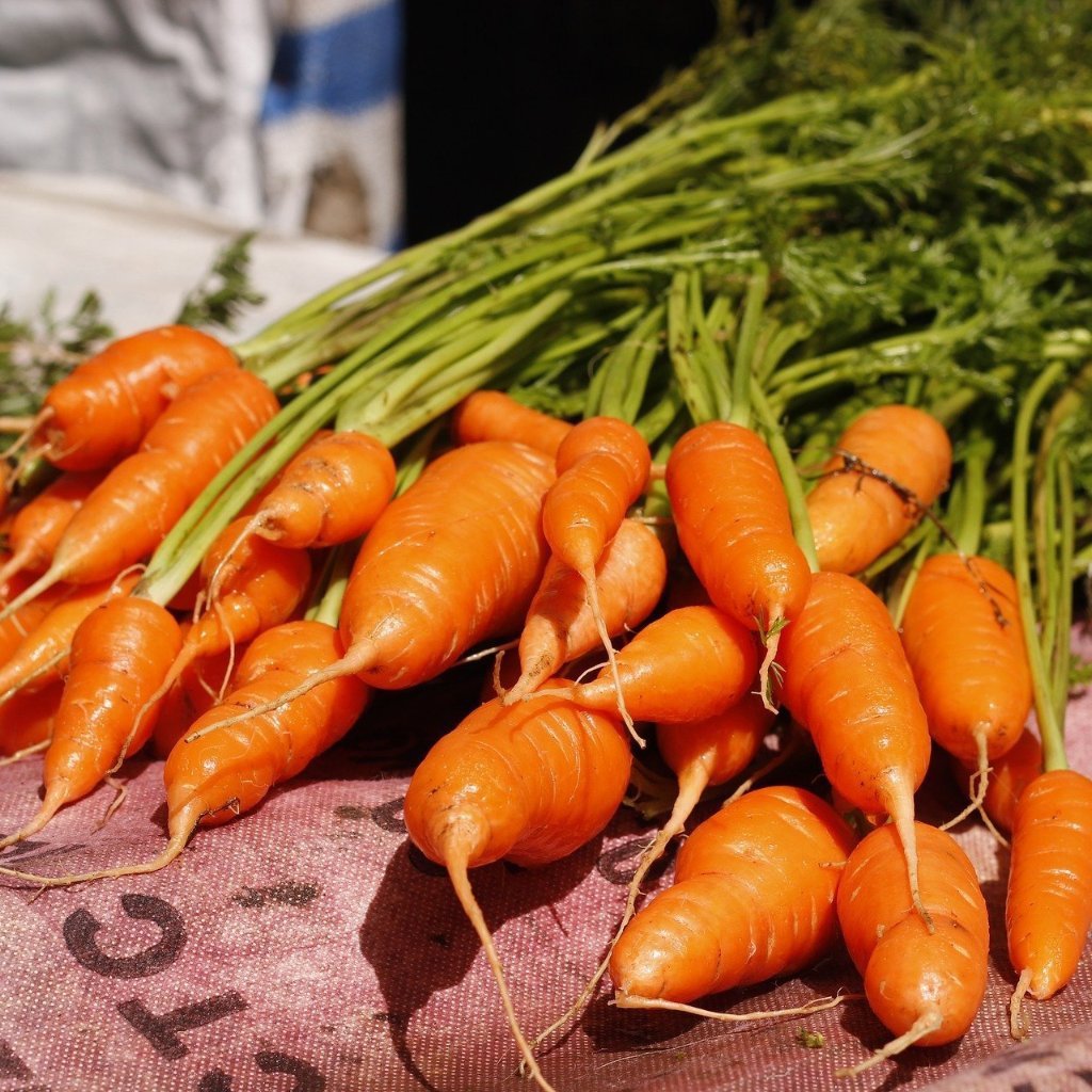 Carrot Seeds - Little Finger, ORGANIC - Sow True Seed
