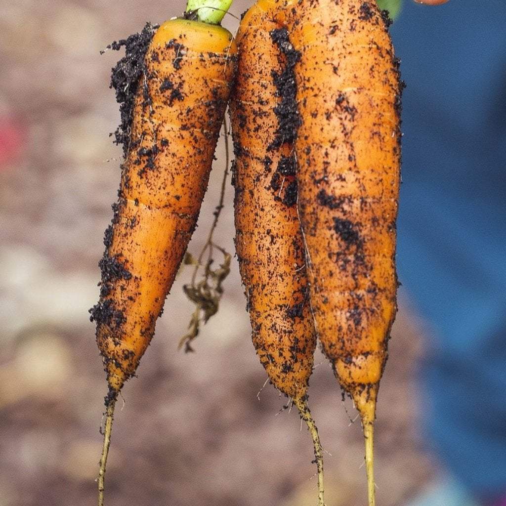 Carrot Seeds - Red Core Chantenay - Sow True Seed