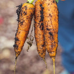 Carrot Seeds - Red Core Chantenay - Sow True Seed