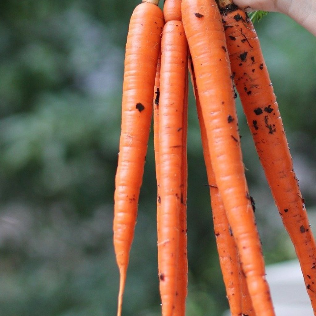 Carrot Seeds - Tendersweet, ORGANIC - Sow True Seed