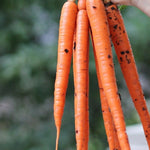 Carrot Seeds - Tendersweet, ORGANIC - Sow True Seed