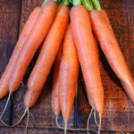 Carrot Seeds - Scarlet Nantes, ORGANIC - Sow True Seed