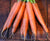 Carrot Seeds - Scarlet Nantes, ORGANIC - Sow True Seed