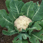 Cauliflower Seeds - Snowball Self-Blanching, ORGANIC - Sow True Seed
