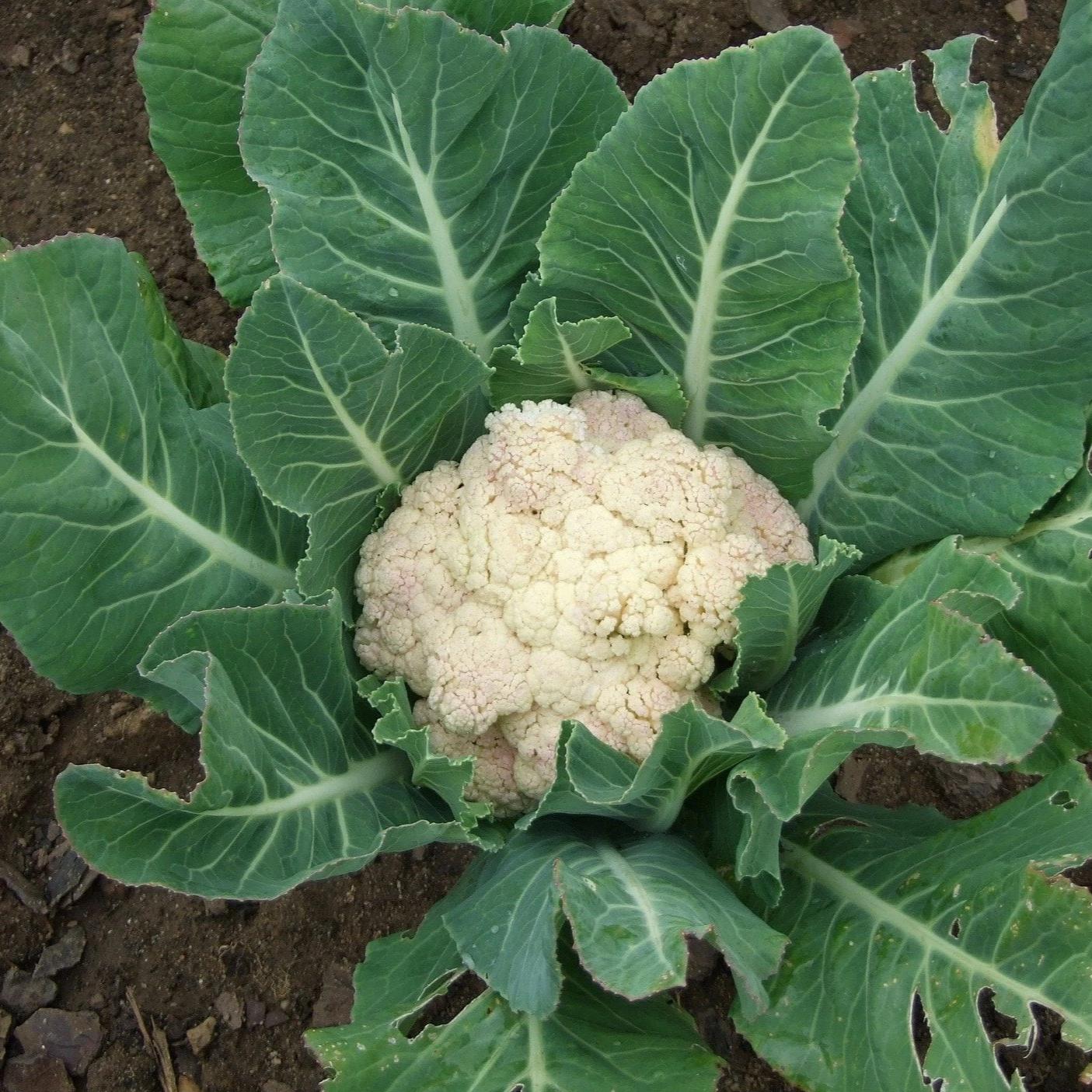 Cauliflower Seeds - Snowball Self-Blanching, ORGANIC - Sow True Seed