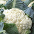 Cauliflower Seeds - Snowball Self-Blanching, ORGANIC