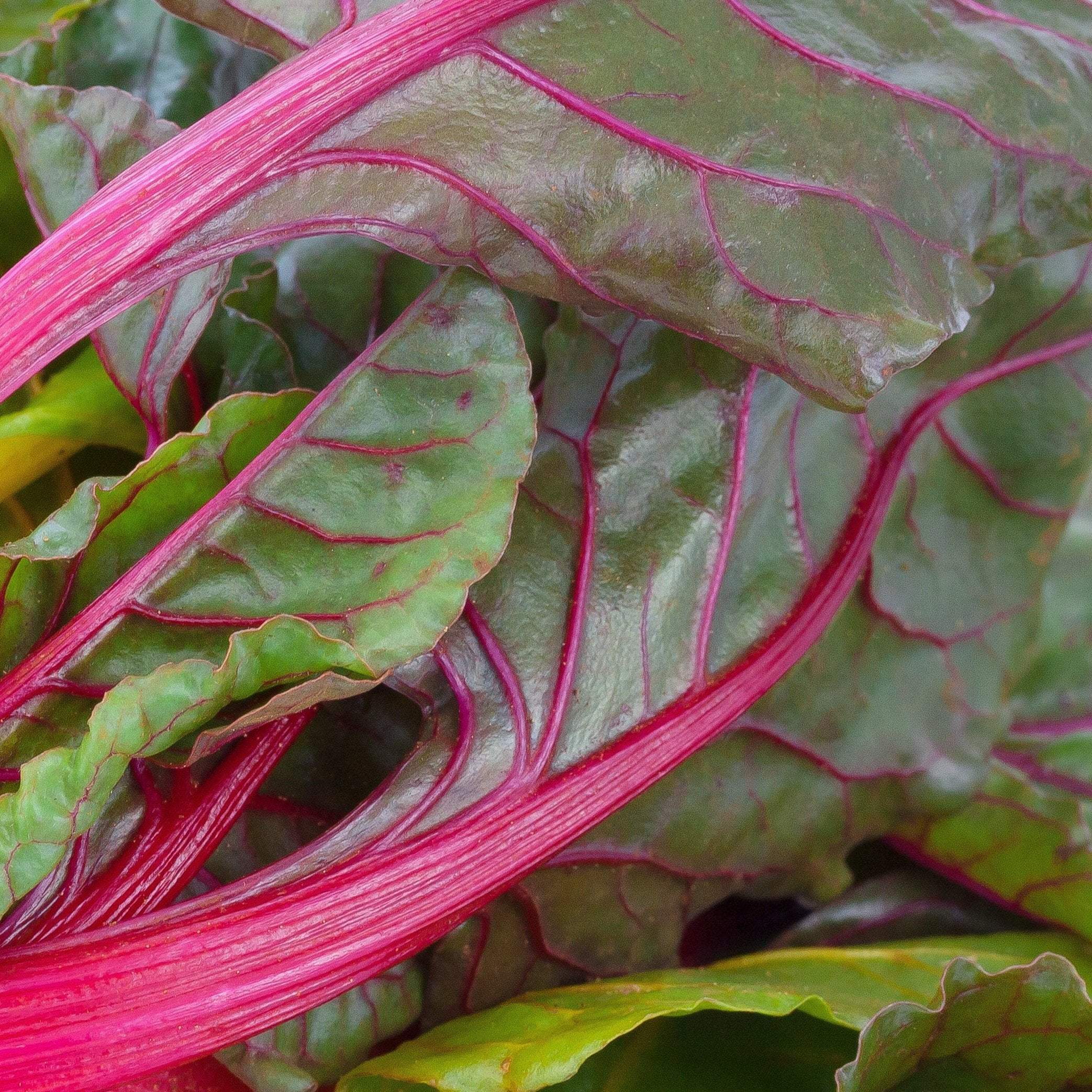 Sentio Chard Flamingo Swiss Chard Seeds | Sow True Seed | Open-Pollinated