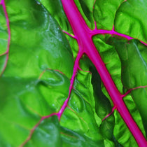 Swiss Chard Seeds - Flamingo - Sow True Seed