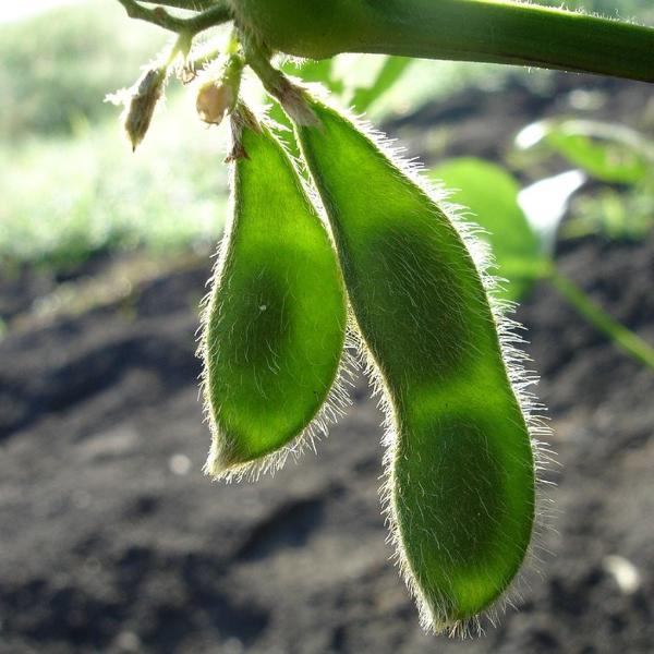 Panther Edamame Soybean – Truelove Seeds