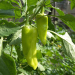 Sweet Pepper Seeds - Golden Greek Peperoncini - Sow True Seed
