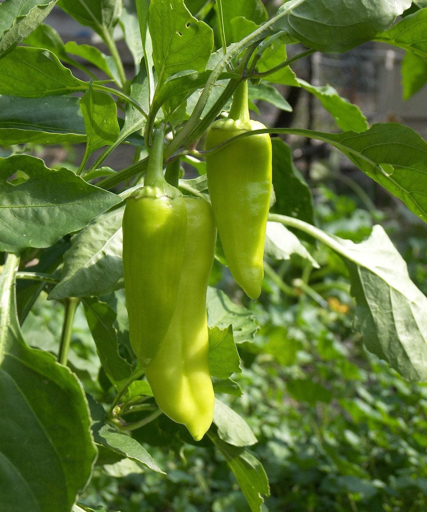 Sweet Pepper Seeds - Golden Greek Peperoncini - Sow True Seed