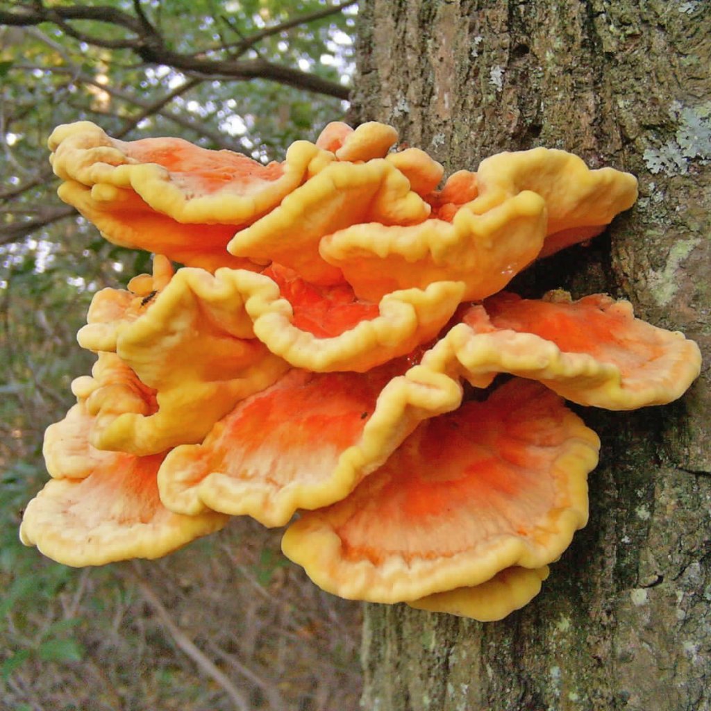 Mushroom Plugs - Chicken of the Woods - Sow True Seed
