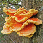 Mushroom Plugs - Chicken of the Woods - Sow True Seed