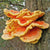 Mushroom Plugs - Chicken of the Woods - Sow True Seed