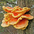 Mushroom Plugs - Chicken of the Woods