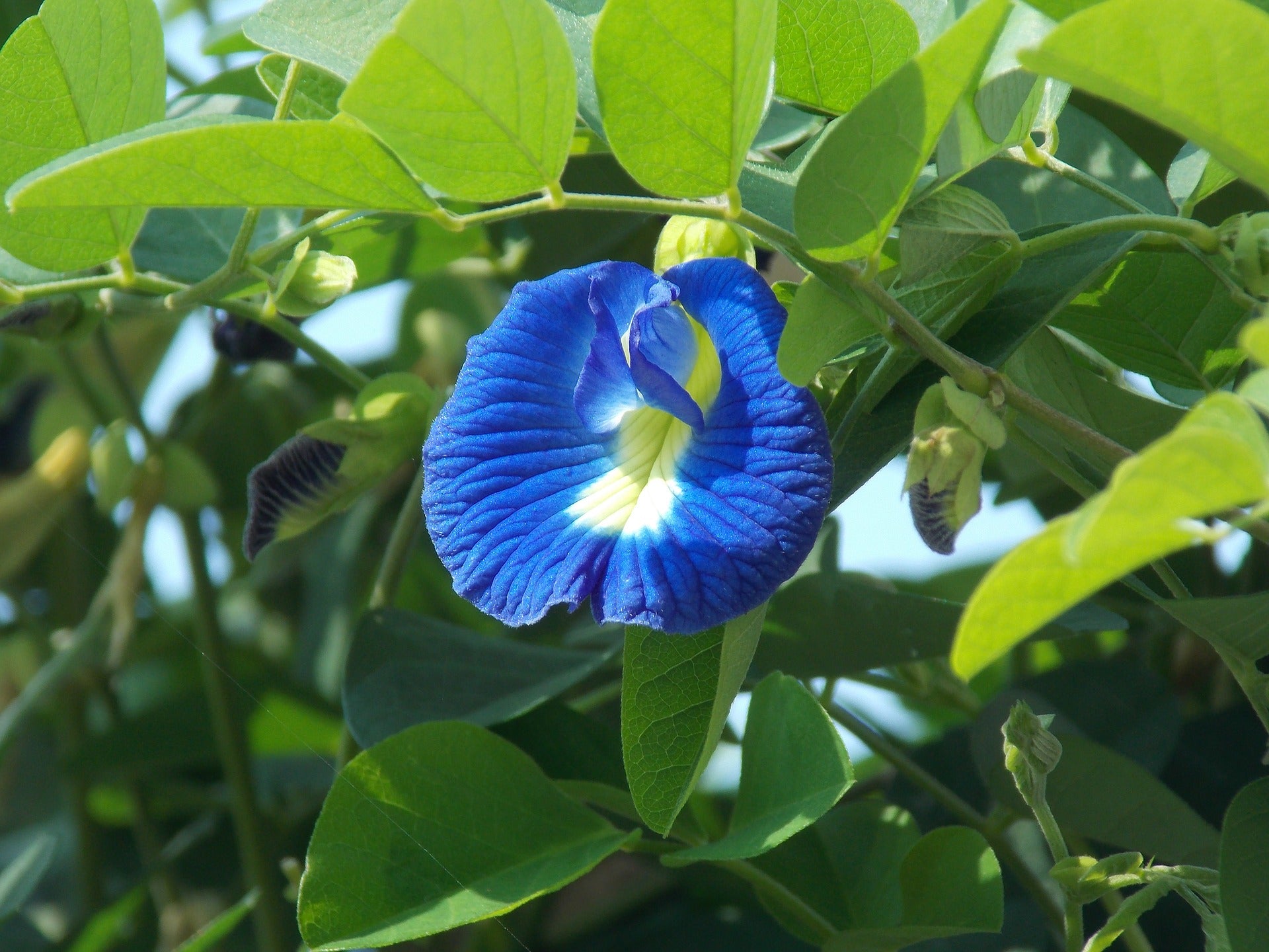 Blue Butterfly Pea Seeds - Sow True Seed