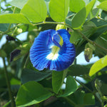 Blue Butterfly Pea Seeds - Sow True Seed