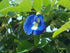 Blue Butterfly Pea Seeds