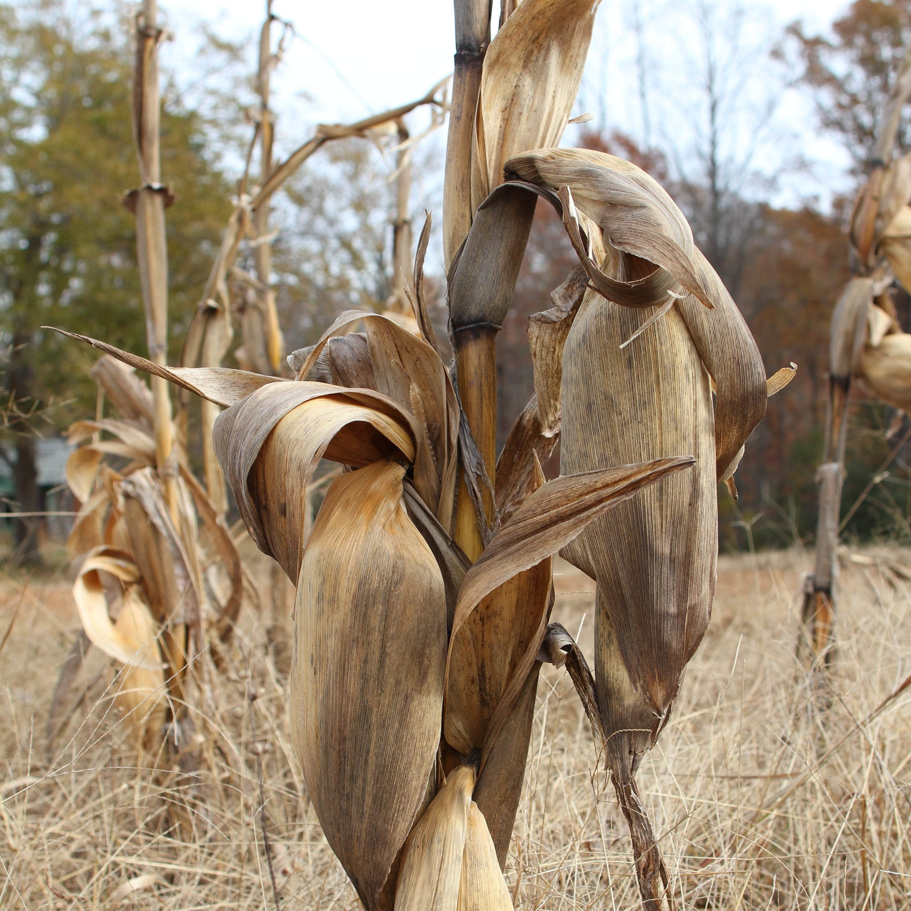 Dent Corn- Cocke's Prolific - Sow True Seed