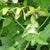 Codonopsis Seed - Sow True Seed