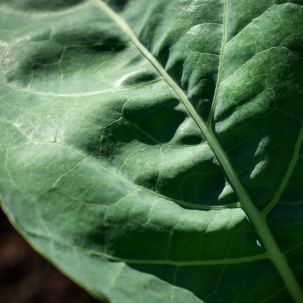 Collard Seeds - Champion - Sow True Seed