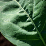 Collard Seeds - Champion - Sow True Seed