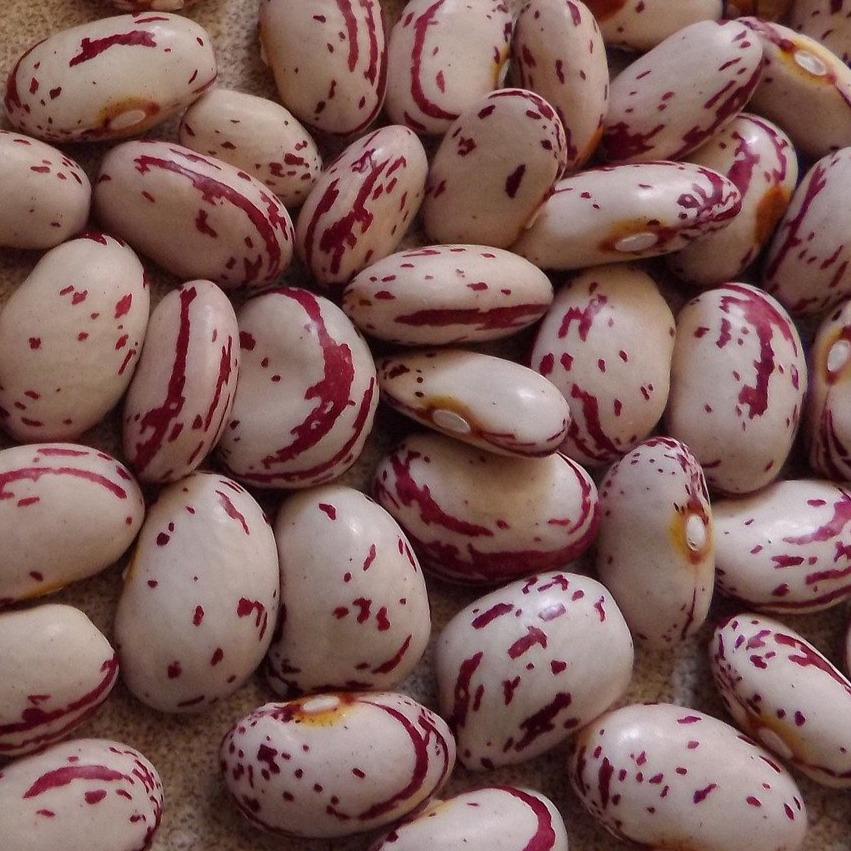 Drying Bean Seeds - Six Nations Iroquois - Sow True Seed